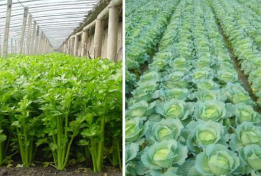【河南】硼肥廠采購(gòu)的硼酸原料